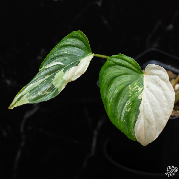 Philodendron mamei albo variegated (wk2-B)