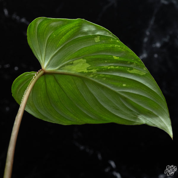 Philodendron mamei albo variegated (wk3-A)