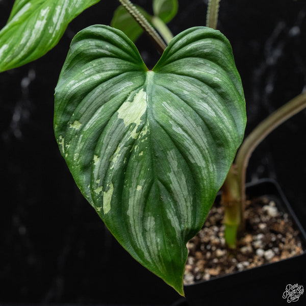 Philodendron mamei albo variegated (wk3-A)