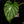 Load image into Gallery viewer, Philodendron mamei albo variegated (A49)
