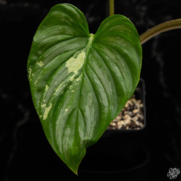 Philodendron mamei albo variegated (A49)