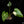 Load image into Gallery viewer, Philodendron mamei albo variegated (A49)
