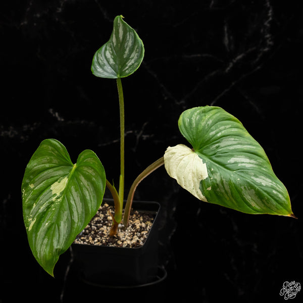 Philodendron mamei albo variegated (A49)