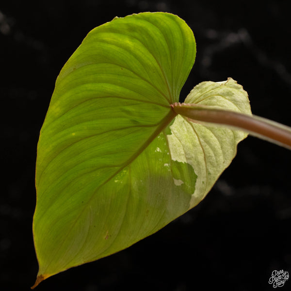 Philodendron mamei albo variegated (A49)