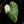 Load image into Gallery viewer, Philodendron mamei albo variegated (A49)
