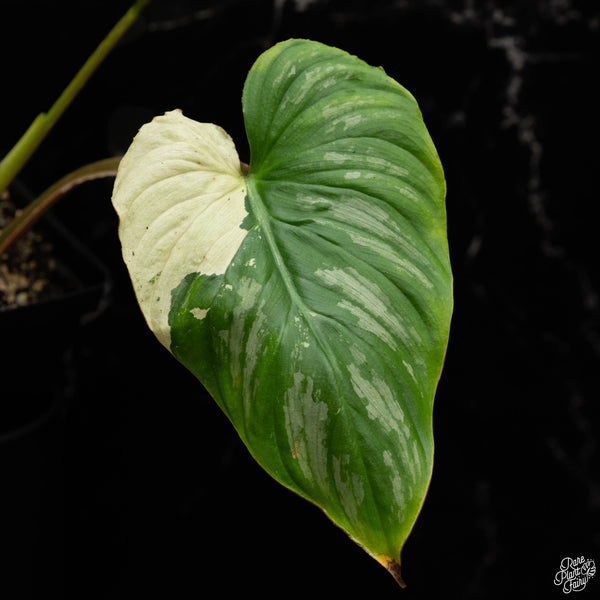 Philodendron mamei albo variegated (A49)