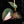 Load image into Gallery viewer, Philodendron micans albo/pink variegated (A51) *Multiple Growth Points*
