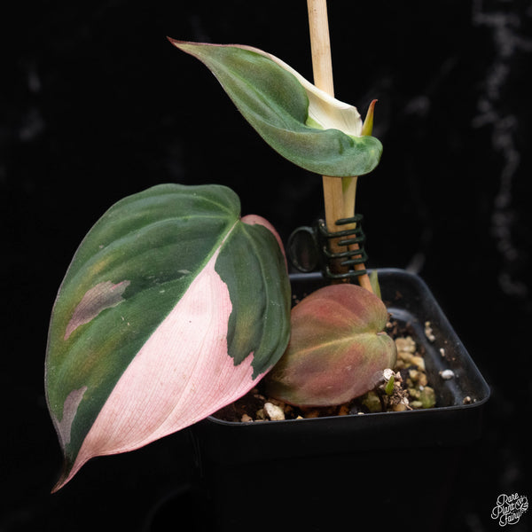 Philodendron micans albo/pink variegated (A51) *Multiple Growth Points*