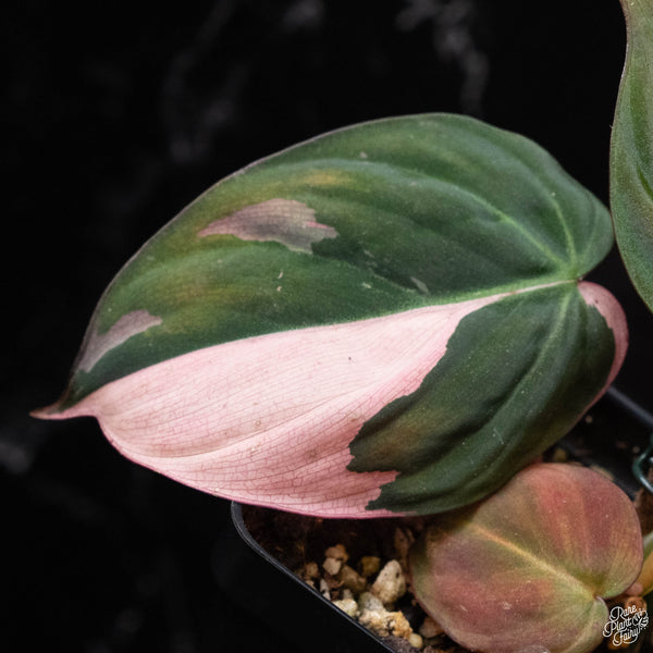 Philodendron micans albo/pink variegated (A51) *Multiple Growth Points*