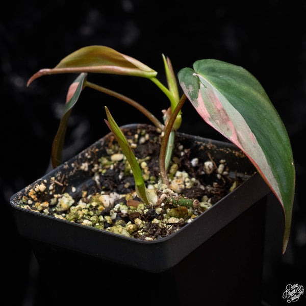 Philodendron micans albo/pink variegated (A52)