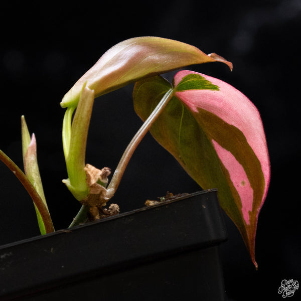 Philodendron micans albo/pink variegated (A52)