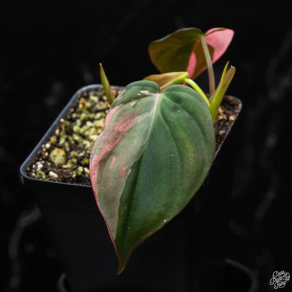 Philodendron micans albo/pink variegated (A52)