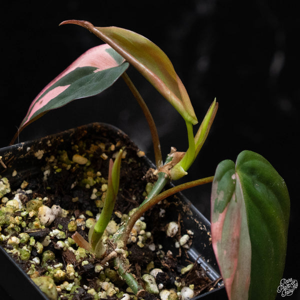 Philodendron micans albo/pink variegated (A52)