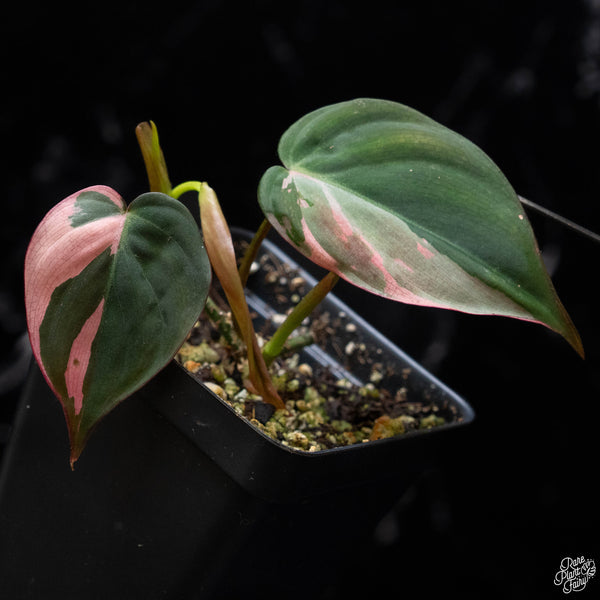 Philodendron micans albo/pink variegated (A52)