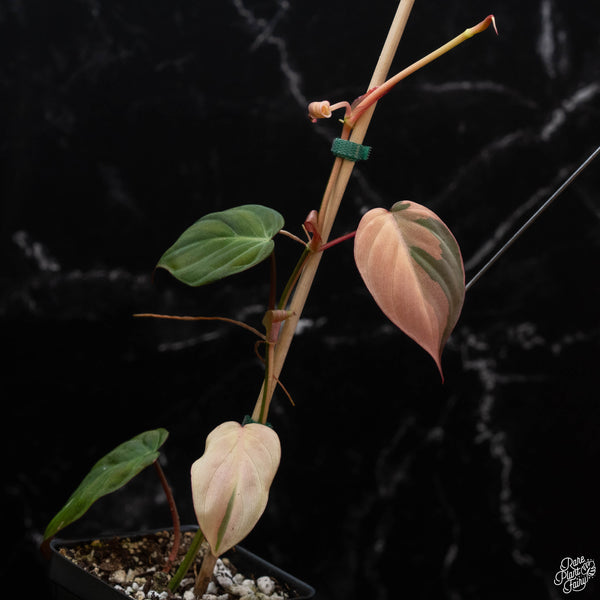 Philodendron micans albo/pink variegated (wk2-B)