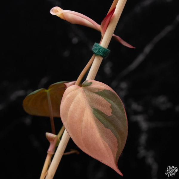 Philodendron micans albo/pink variegated (wk2-B)