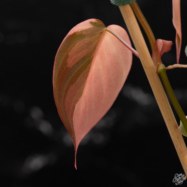 Philodendron micans albo/pink variegated (wk2-B)