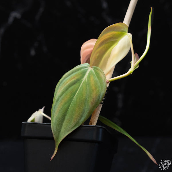 Philodendron micans albo/pink variegated (wk3-A)