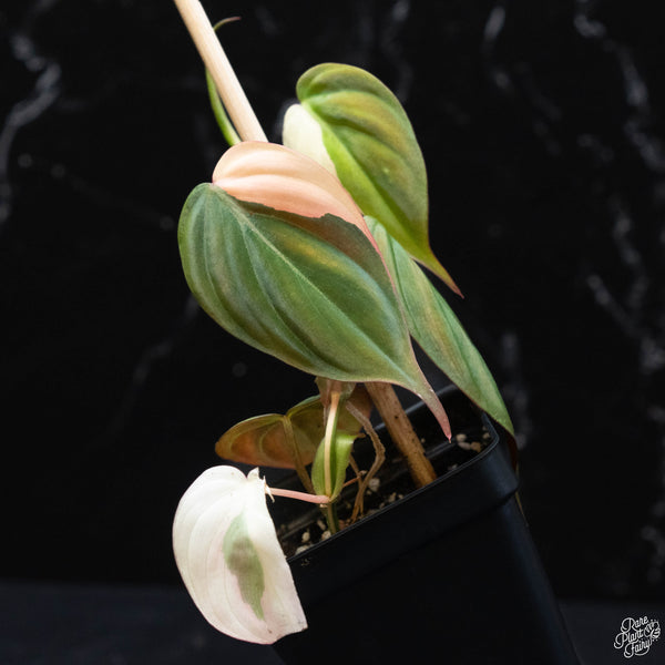 Philodendron micans albo/pink variegated (wk3-A)