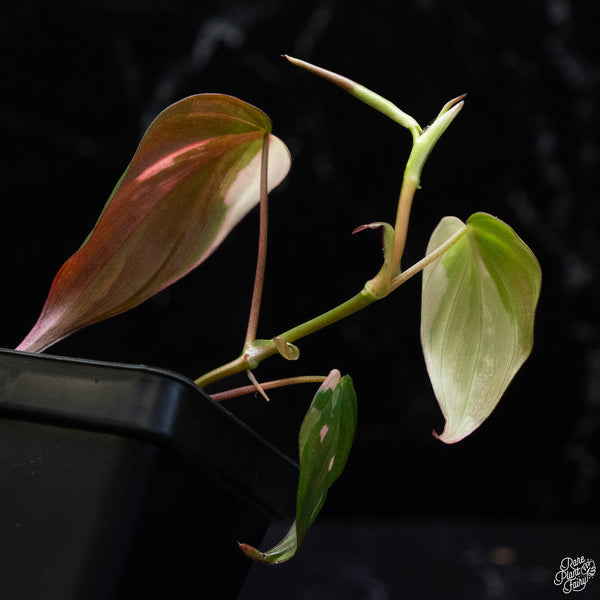 Philodendron micans albo/pink variegated (wk3-B)