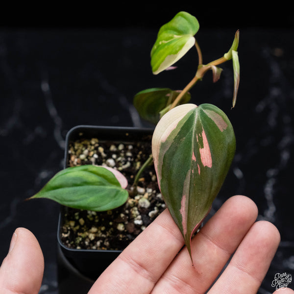 Philodendron micans albo/pink variegated (wk3-B)