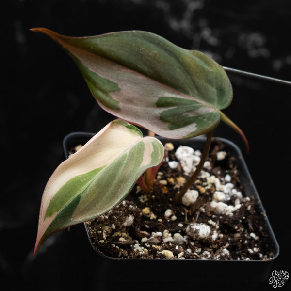 Philodendron micans albo/pink variegated (wk4-A)