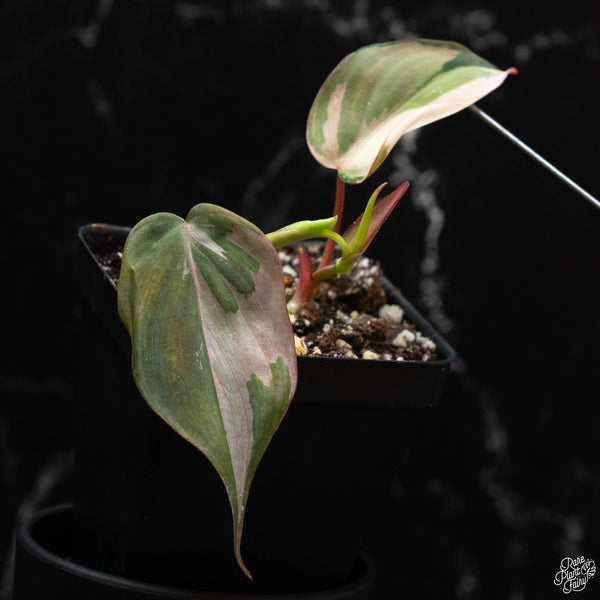 Philodendron micans albo/pink variegated (wk4-A)