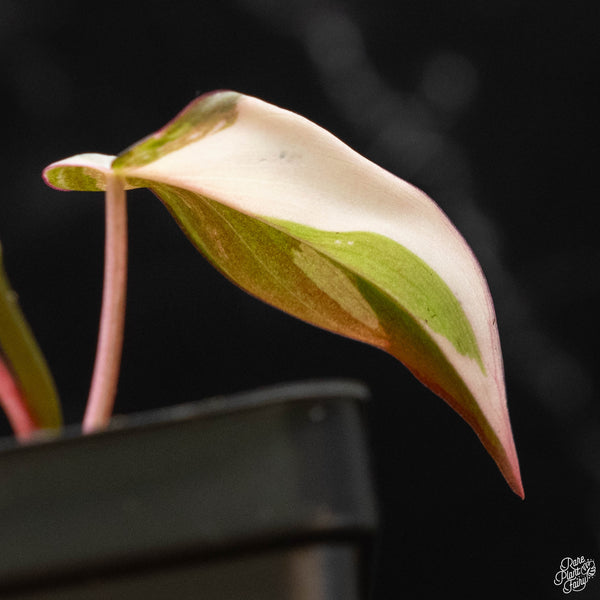 Philodendron micans albo/pink variegated (wk4-A)