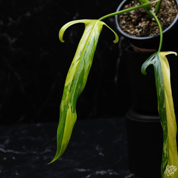 Philodendron paloraense variegated (wk3-A)