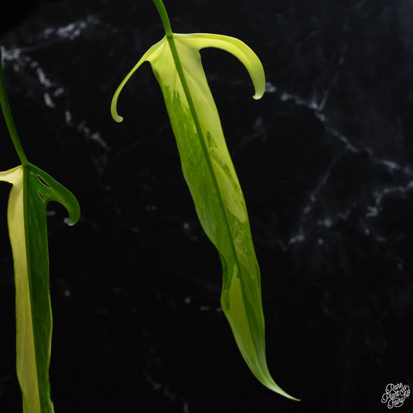 Philodendron paloraense variegated (wk3-A)