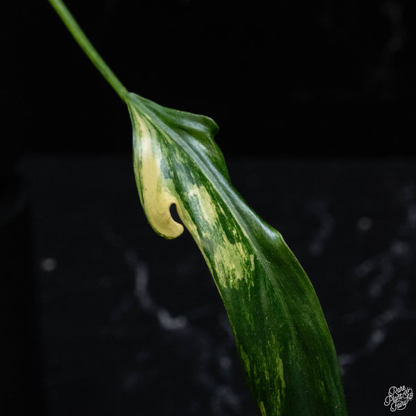 Philodendron paloraense variegated (wk3-A)