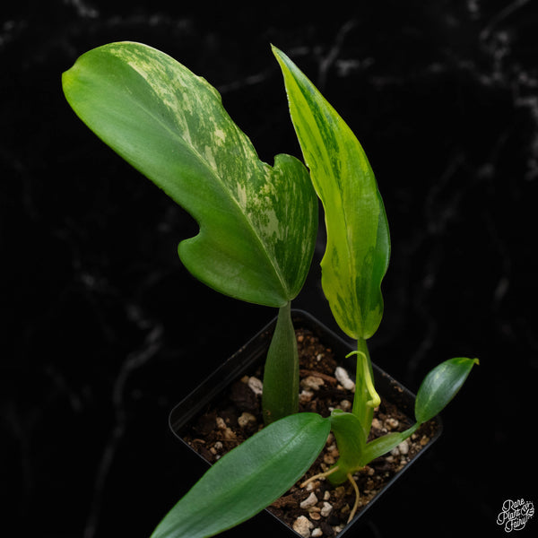 Philodendron panduriforme variegated (wk2-A)