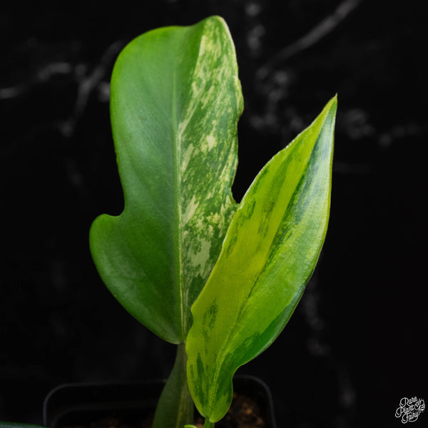 Philodendron panduriforme variegated (wk2-A)