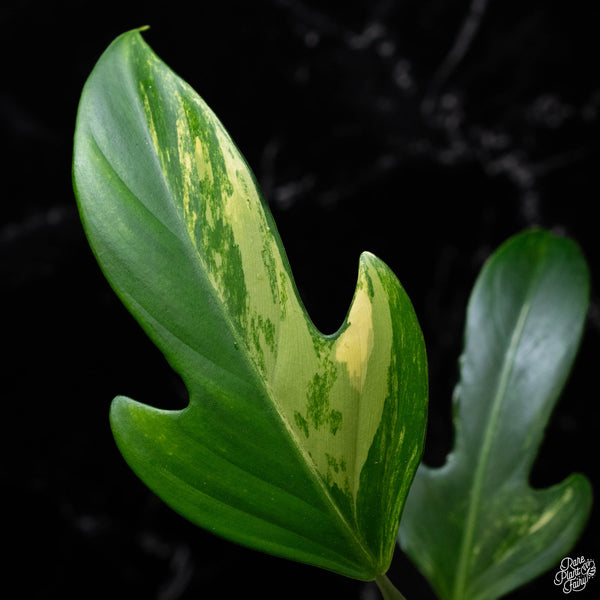 Philodendron panduriforme variegated (A52)