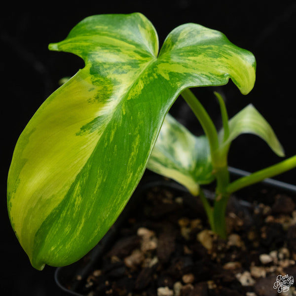 Philodendron pedatum variegated (wk4-A)