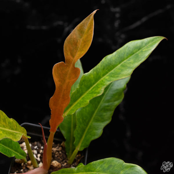 Philodendron 'Golden Crocodile Marble' (A50)