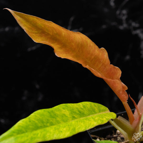 Philodendron 'Golden Crocodile Marble' (A51)