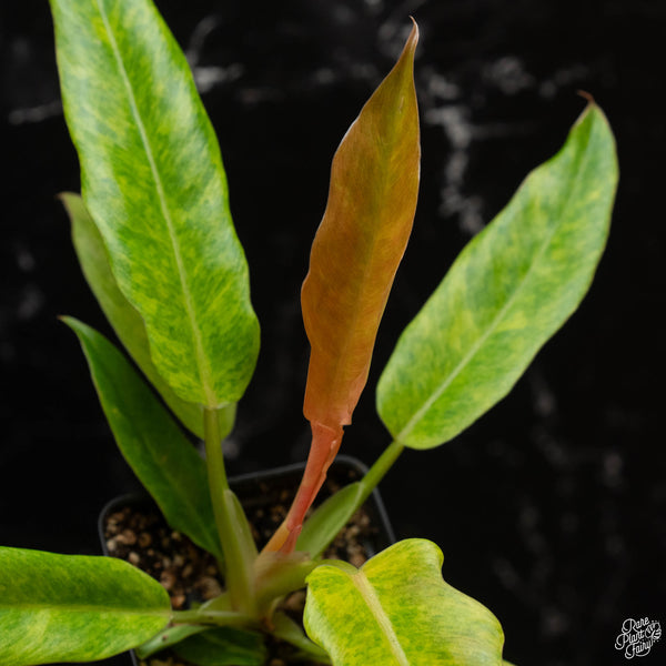 Philodendron 'Golden Crocodile Marble' (wk4-A)