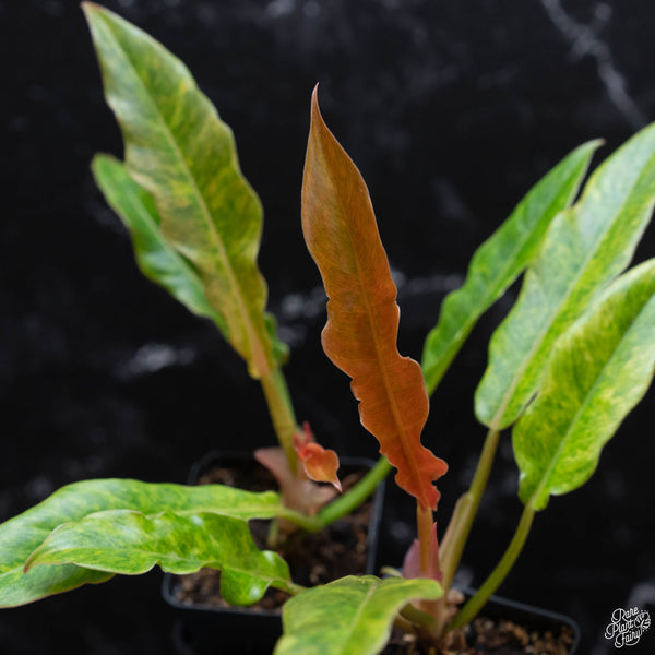 Philodendron 'Golden Crocodile Marble' *Grower's Choice*