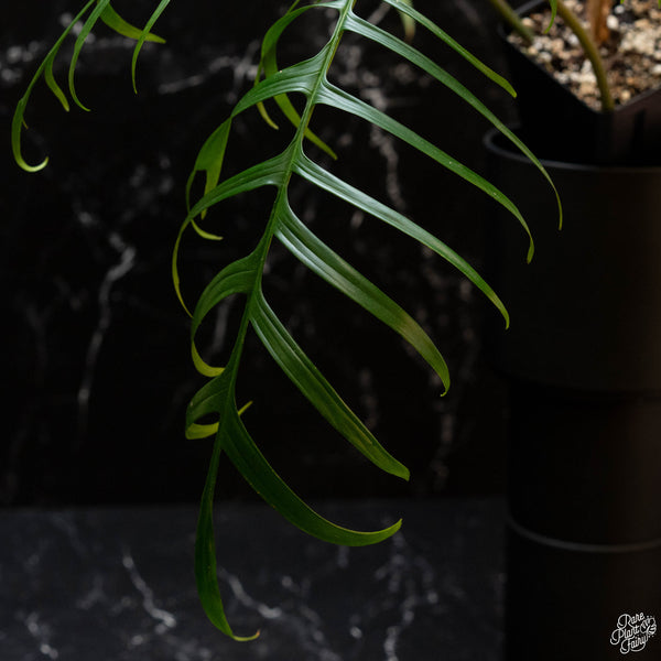 Philodendron polypodioides (wk4-A)