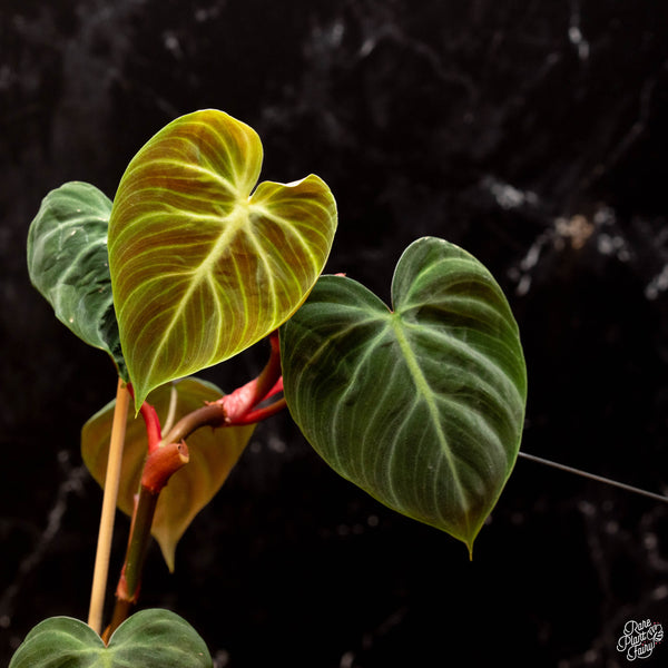 Philodendron sp. 'El Choco Red' *Growers choice*