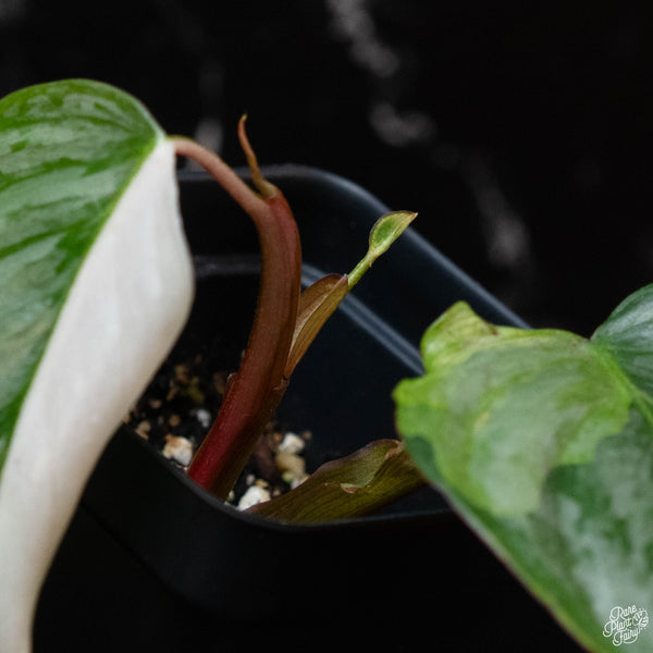 Philodendron sodiroi variegated (wk2-A)