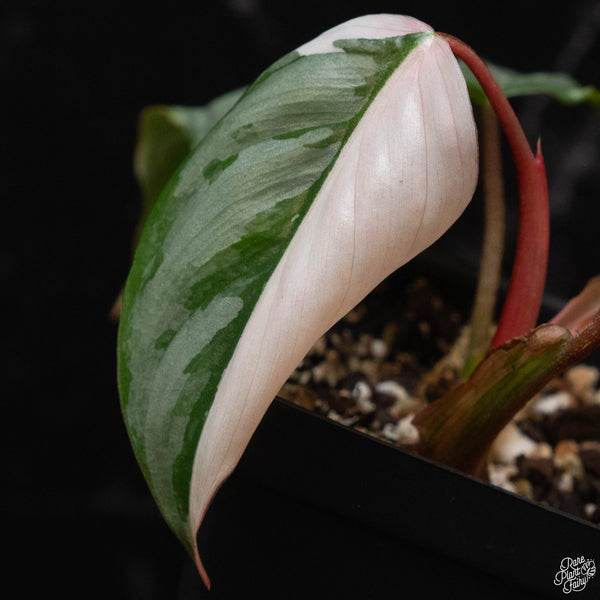 Philodendron sodiroi variegated (wk4-A)