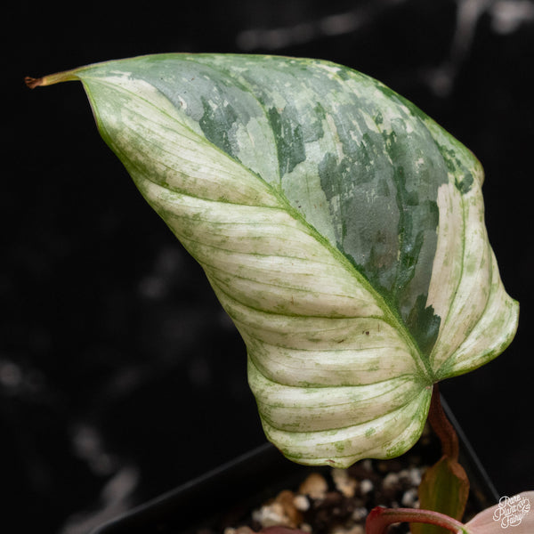 Philodendron sodiroi variegated (wk4-A)