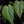 Load image into Gallery viewer, Philodendron sp. &#39;Columbia&#39; *Grower&#39;s Choice*
