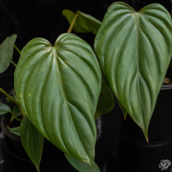 Philodendron sp. 'Columbia' *Grower's Choice*