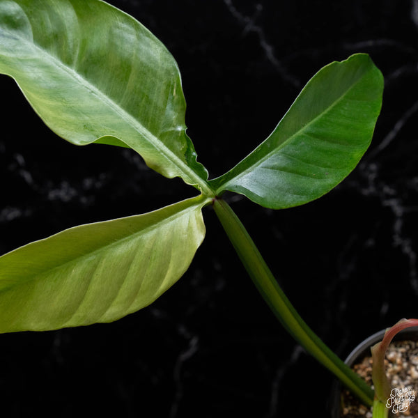 Philodendron tripartitum variegated (1A)