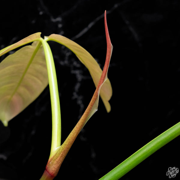 Philodendron tripartitum variegated (1A)