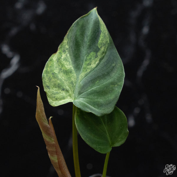 Philodendron verrucosum variegated (wk3-A)