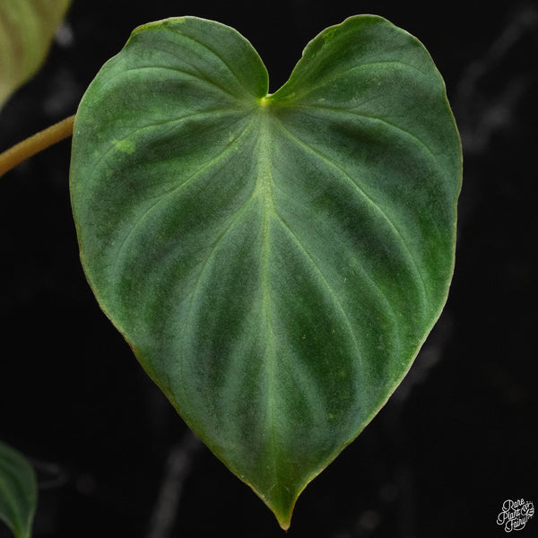 Philodendron verrucosum variegated (wk4-A)